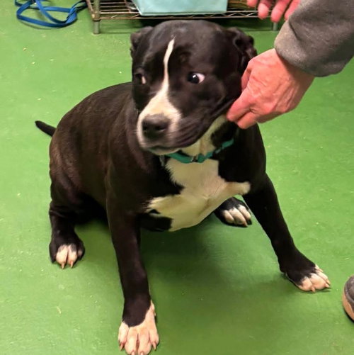 Bianca - At shelter