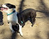 Bianca - At shelter