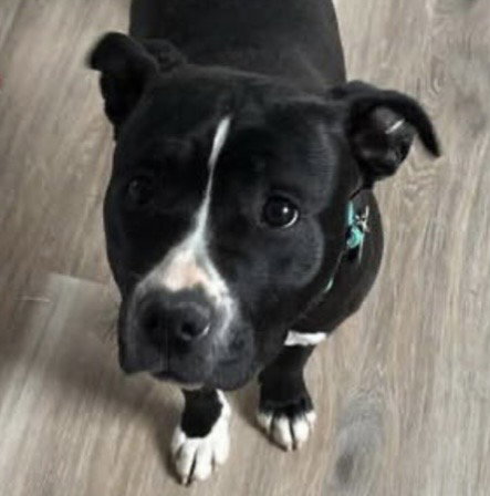 Bianca Lindsay: Not at Shelter