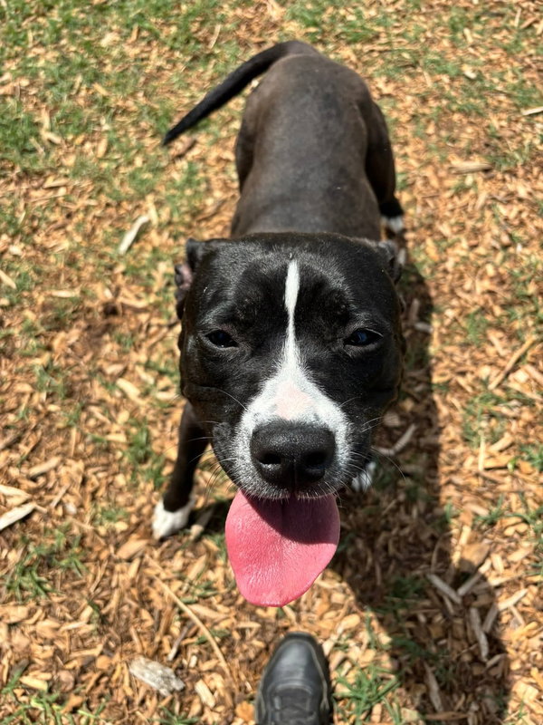 Penny, aka Bianca: At shelter