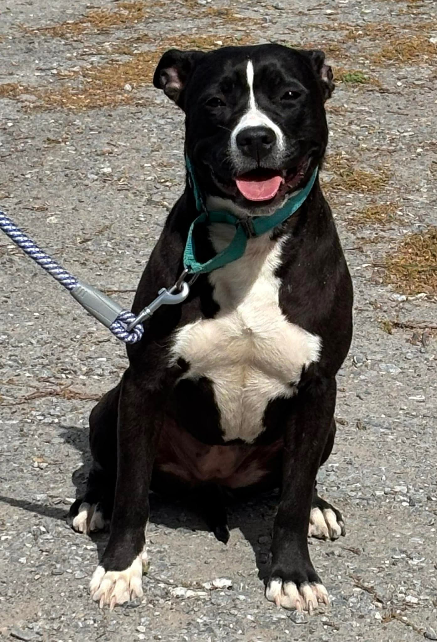 Penny, aka Bianca: At shelter