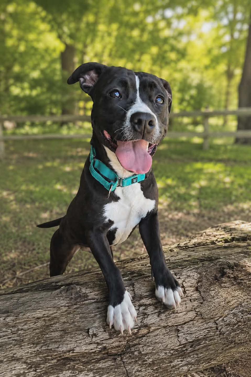 Penny: At shelter