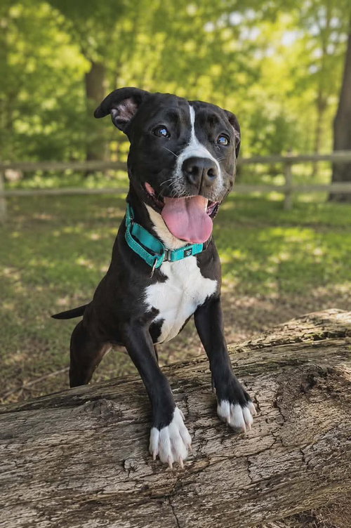 Penny: At shelter