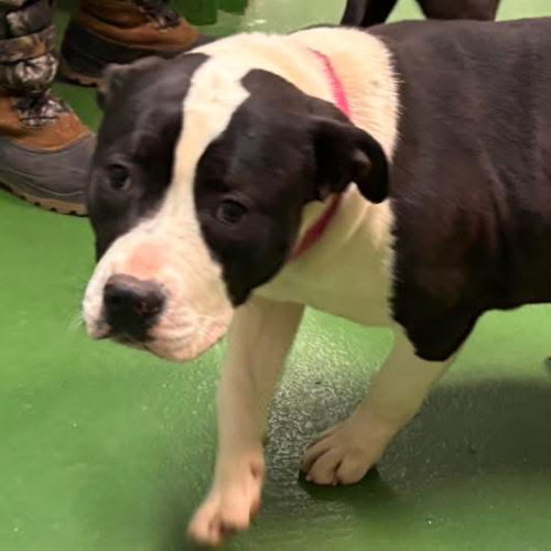 Ivory - At shelter