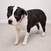 Ivory - At shelter