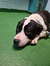 Ivory - At shelter