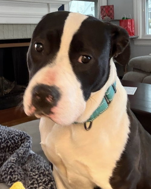 Ivory Ashley: At shelter