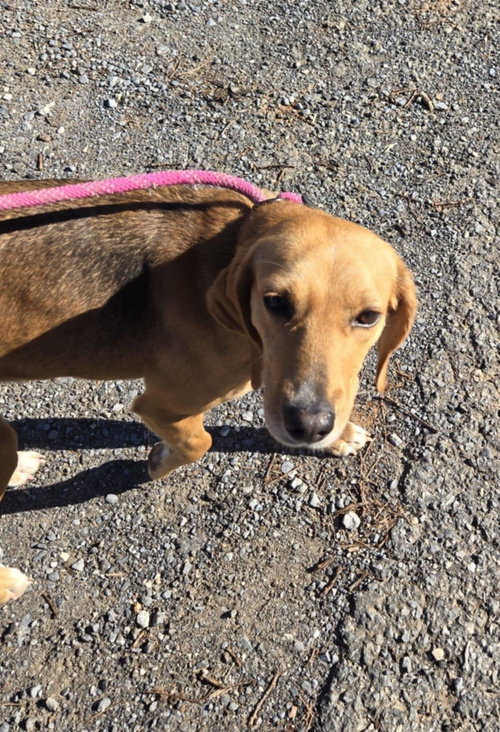 Maddie - At shelter available 1/21