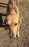 Maddie - At shelter available 1/21