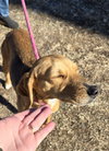 Maddie - At shelter available 1/21