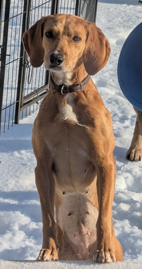 Maddie: At the Shelter