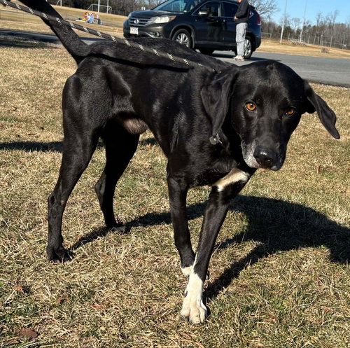Jett - At shelter available 1/30
