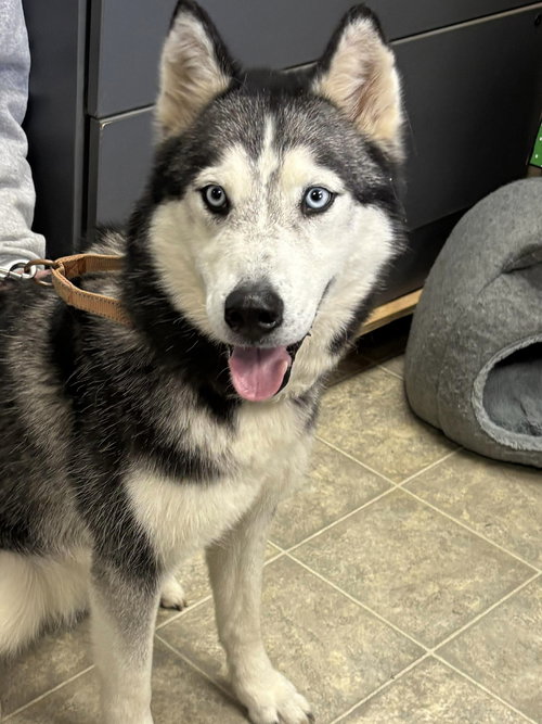 Stella - At shelter