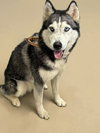 Stella - At shelter