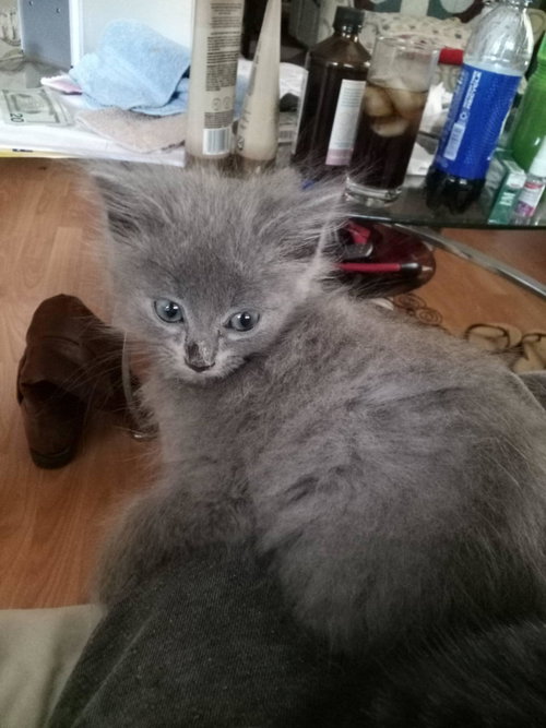 Fluff & Stuff aka Fizz - Not at Shelter (Debra)
