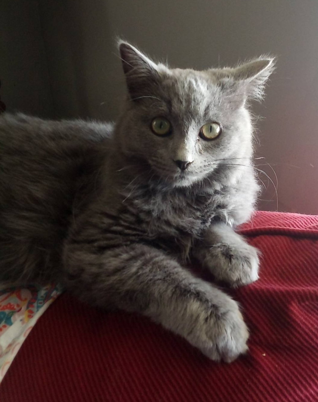 Fluff & Stuff aka Fizz - Not at Shelter (Debra) Image