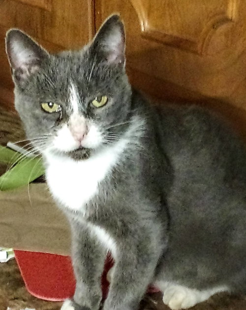 Terrapin - Not at the Shelter (Debra)
