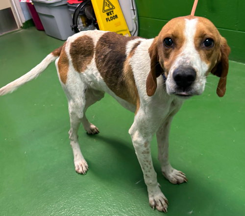 Jefferson - At shelter available 1/26