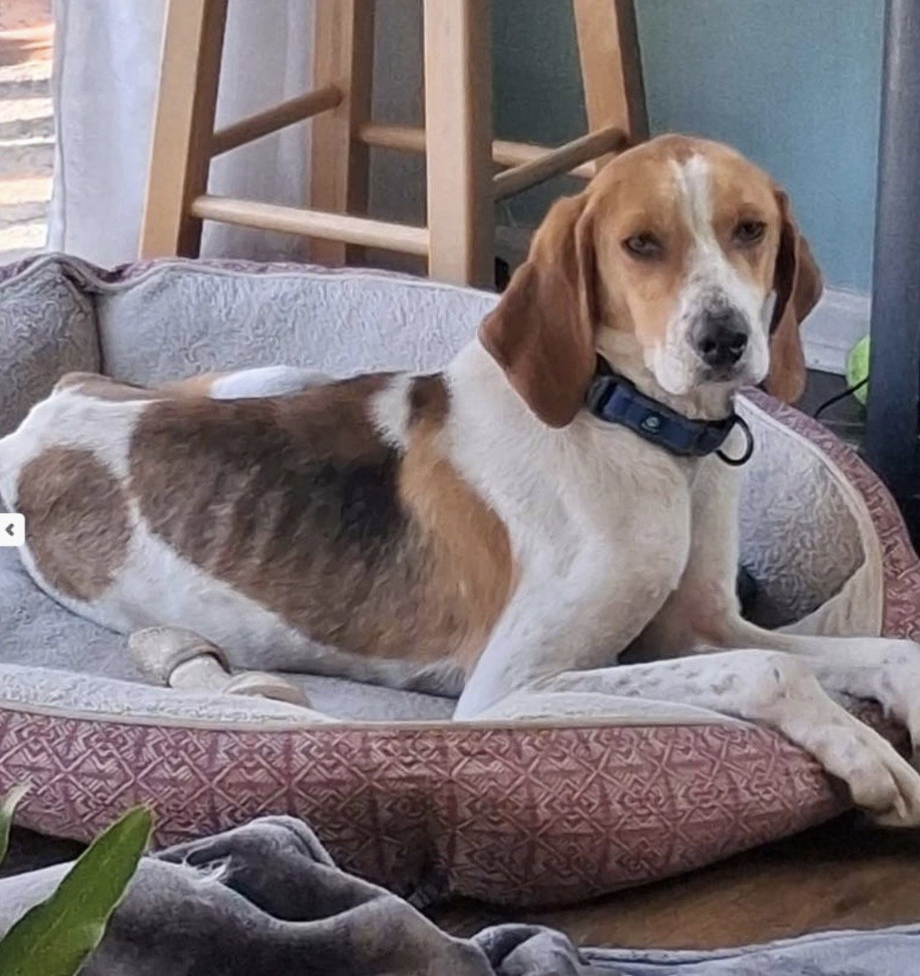 Jefferson: Not at the shelter (Beverly)