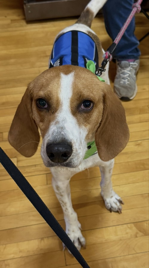 picture of the dog needing adoption