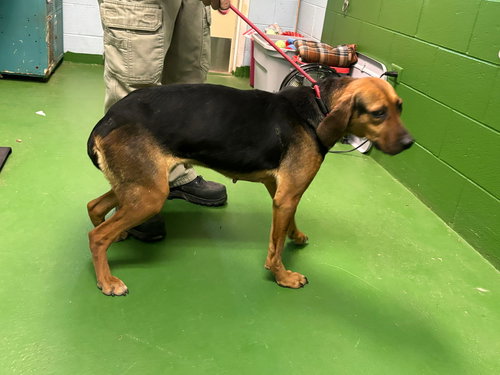 Juliee - At shelter available 1/26