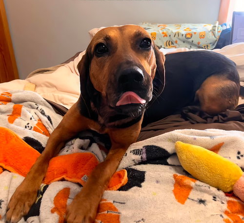 Juliee: Not at the shelter (Joslyn)