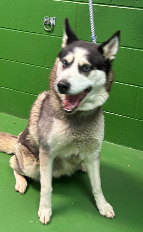 Princess - At shelter