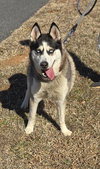 Princess - At shelter
