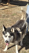 Princess - At shelter