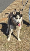 Princess - At shelter