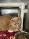 Chester: Not at shelter (Faith)