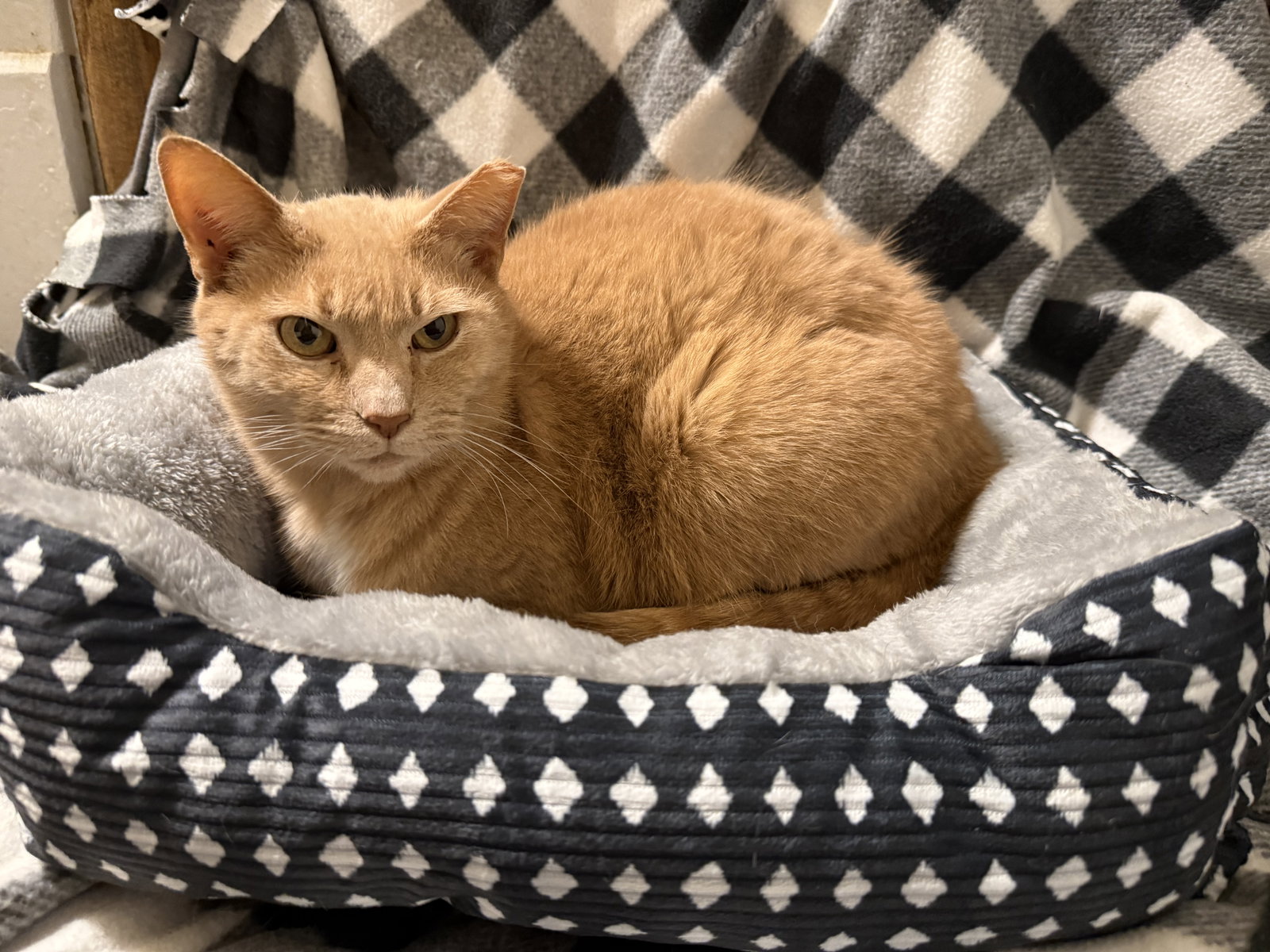 Chester: Not at shelter (Anne M) Image