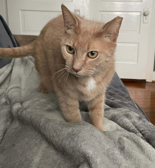 Chester: Not at shelter (Anne M)
