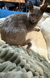 Fern - Not at shelter (Faith)