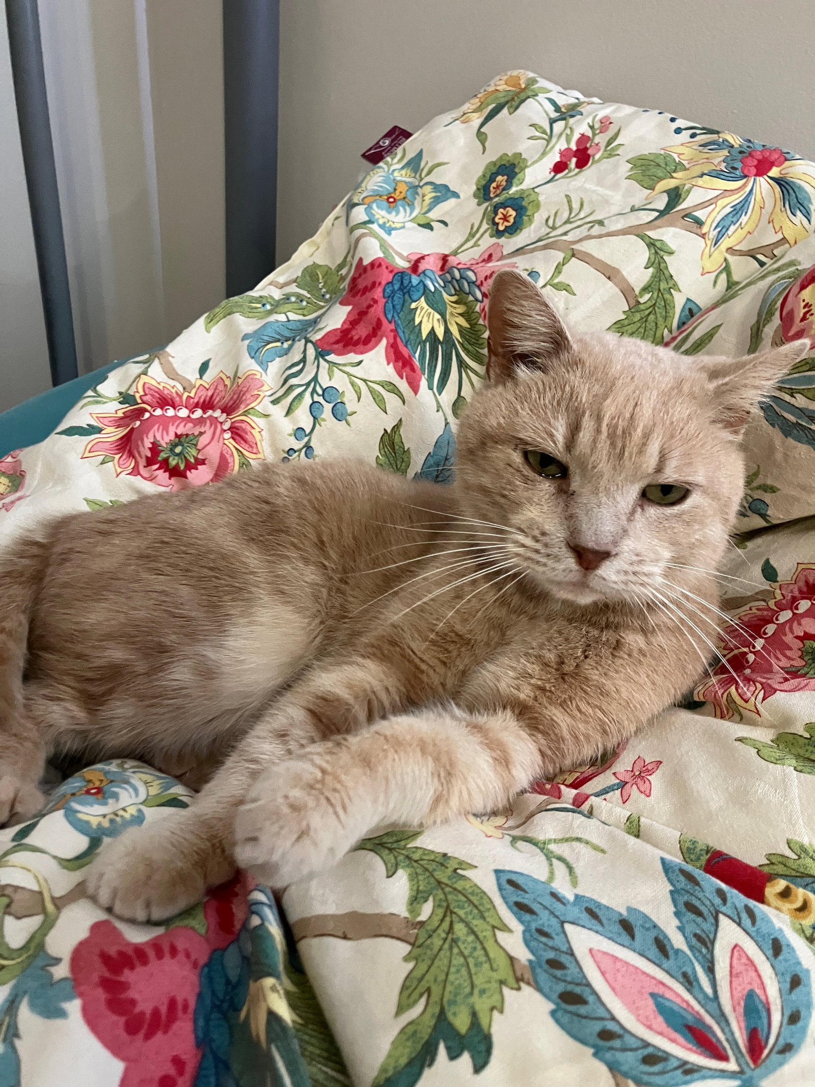 Nicolas - Not At shelter (April) Image
