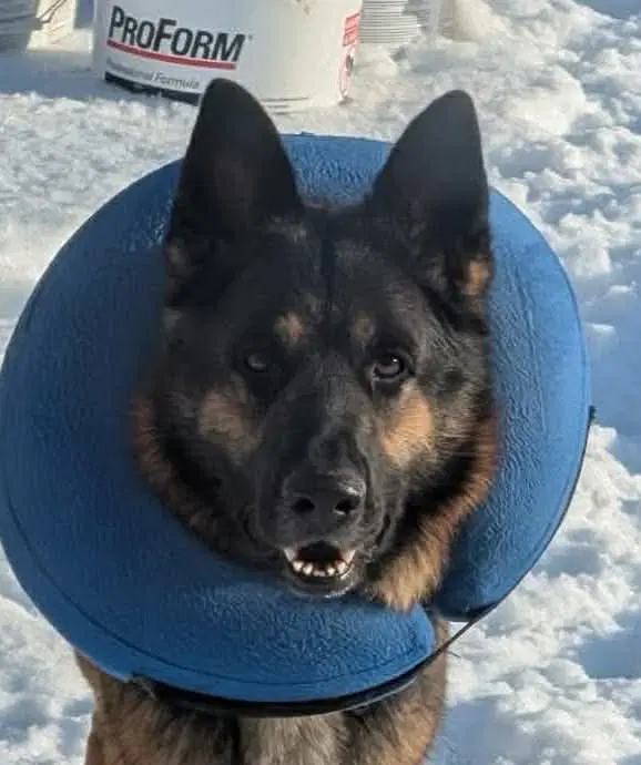 Zeus Gsd Not At The Shelter Tiffany - German Shepherd Dog
