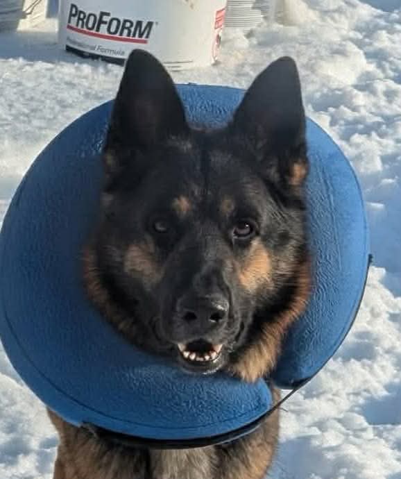 Zeus GSD: not at the shelter (Tiffany)