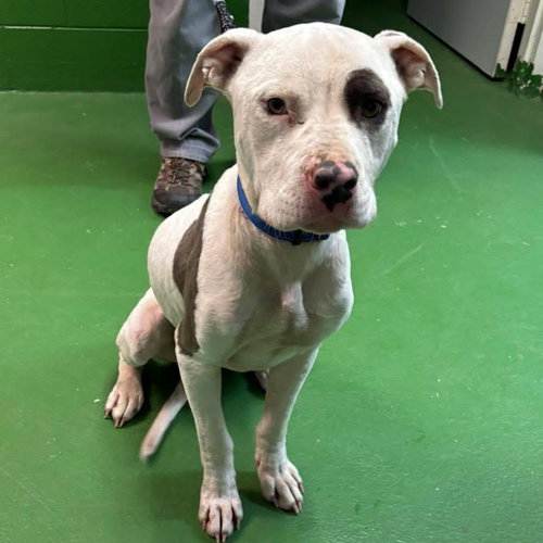 Petey - At shelter available 1/30