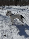 Petey: Not at the Shelter (Kelsey)