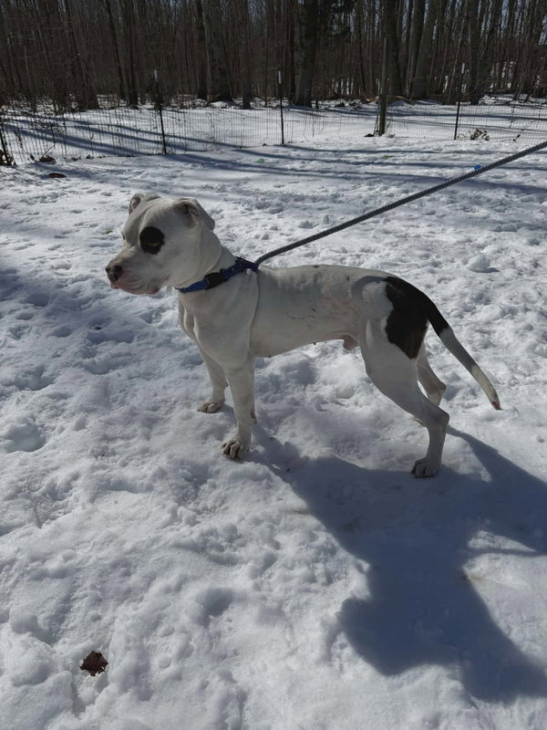 Petey: Not at the Shelter (Kelsey)