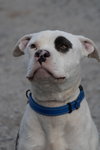 Petey: Not at the Shelter (Kelsey)