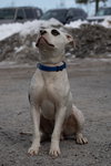 Petey: Not at the Shelter (Kelsey)