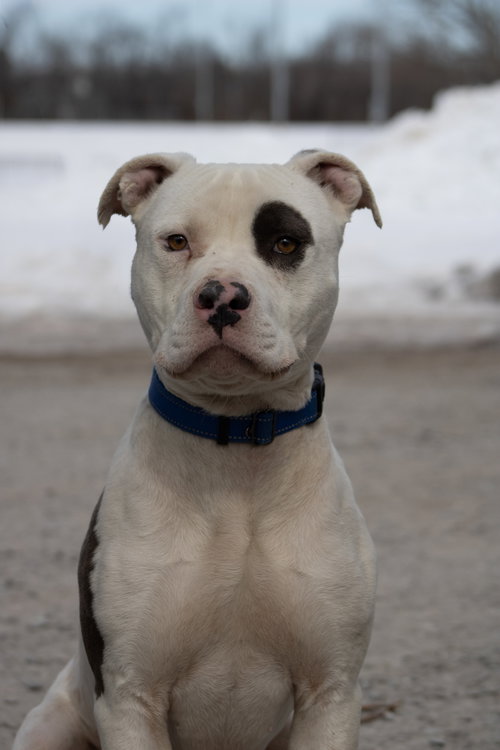 Petey- At the Shelter