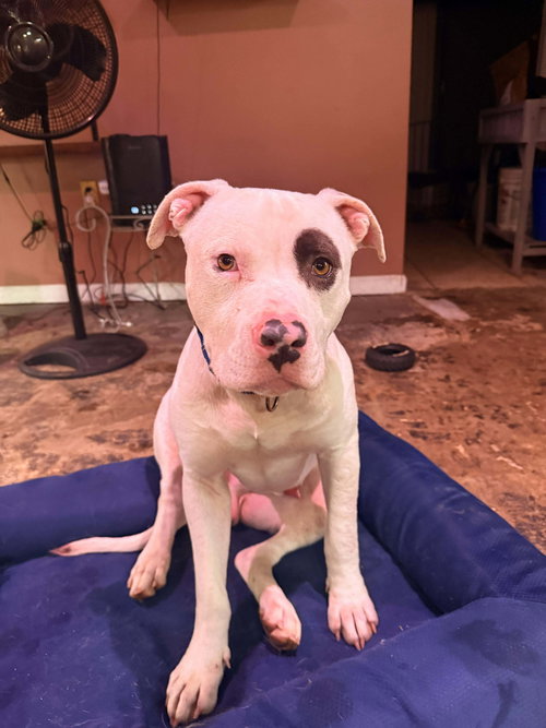 Petey- Not at the Shelter (Kelsey)