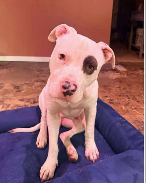 Petey: Not at the Shelter (Kelsey)