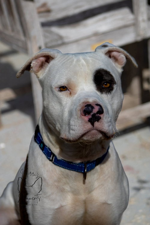 Petey: Not at the Shelter (Kelsey)