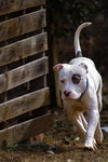 Petey: Not at the Shelter (Kelsey)