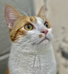 Venus: Not at shelter (Kristy)