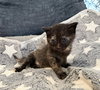 Ember- Not at the shelter (Faith) available 2/28