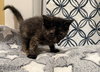 Ember- Not at the shelter (Faith) available 2/28